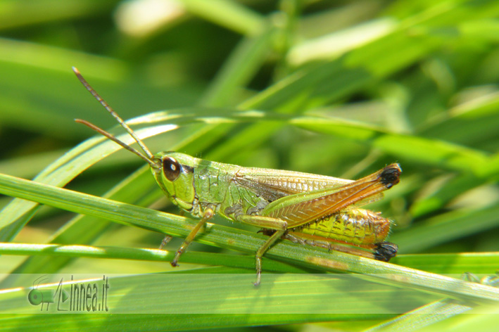 Chorthippus parallelus (Acrididae)